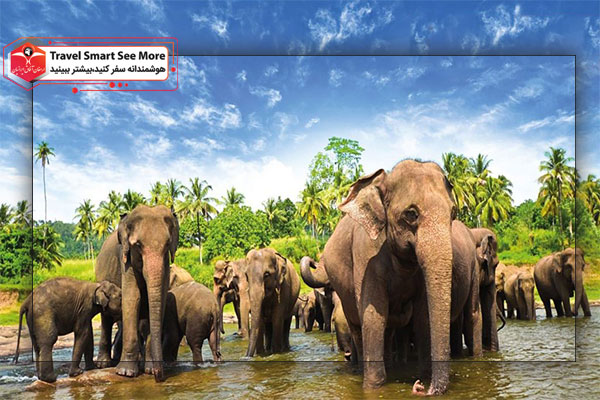 باخ وحش فیل ها در تور سریلانکا