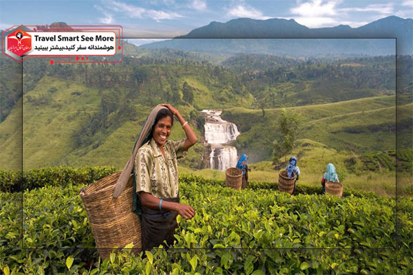 مزرعه چای در تور سریلانکا