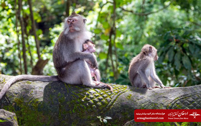 جنگل میمون ها در بالی